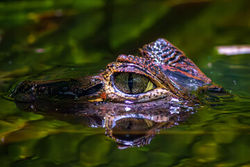 Alliator showing its eyes in a river of Tortuguero National Park (Costa Rica)
