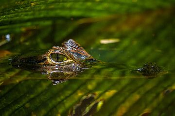 Fototapeta premium Alliator showing its eyes in a river of Tortuguero National Park (Costa Rica)