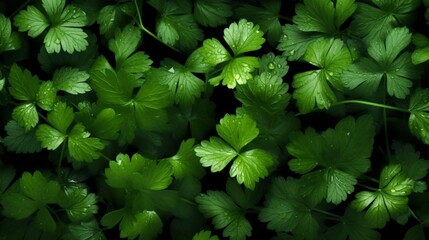 Freshly picked cilantro leaves organized in a visually stunning pattern on a dark background.