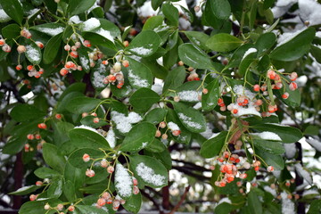 Verschneite Blätter und Beeren eines Japanischen Spindelstrauchs
