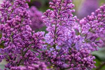 Lilac flowers branch. Floral background, natural spring. Blossoming lilac flower bud. Spring time color. Beautiful purple petal plant. Botanical flora. Aesthetic mood. Summer garden. Pink liliac