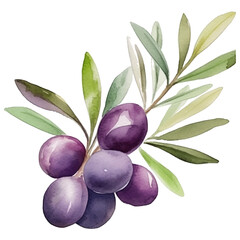 Watercolor purple olive branch set. Hand painted floral illustration with olive branches with leaves isolated on white background. vector Branche olives - obrazy, fototapety, plakaty