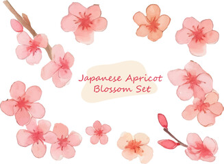 Fototapeta na wymiar ふんわり水彩タッチの日本の梅の花イラストセット