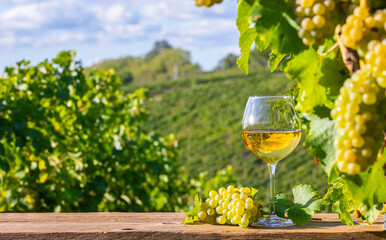 Verre de vin blanc et et grappe de raisin dans la vigne en France dans un vignoble au printemps.