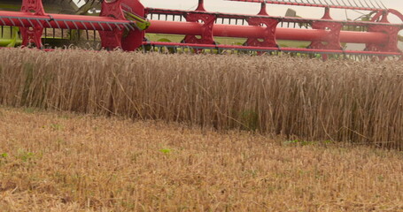 A close-up view of a harvester cutting wheat in a field. Cutting ears of corn with a combine harvester close-up