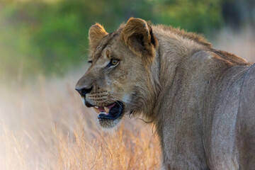 Lion Kruger National Park
