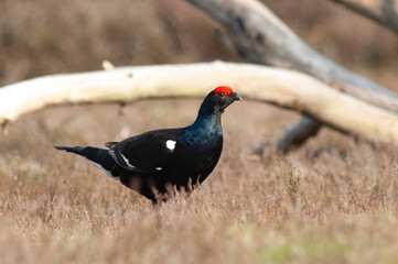 Black Grouse, Tetrao tetrix