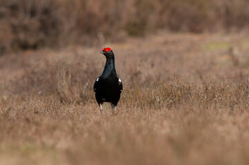 Black Grouse, Tetrao tetrix