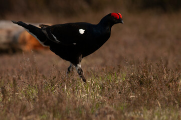 Black Grouse, Tetrao tetrix