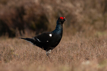 Black Grouse, Tetrao tetrix