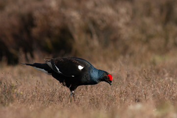 Black Grouse, Tetrao tetrix