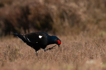 Black Grouse, Tetrao tetrix