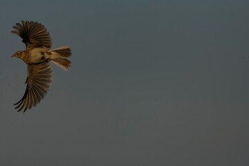 Eurasian Skylark, Alauda arvensis