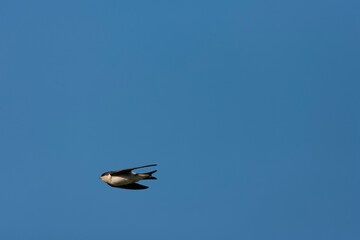 Common House Martin, Delichon urbicum