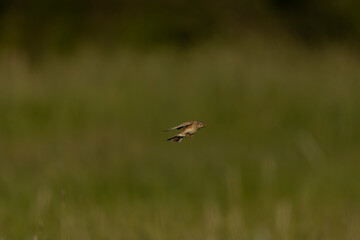 Eurasian Skylark, Alauda arvensis