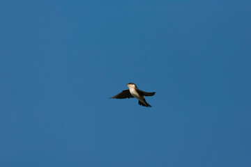 Common House Martin, Delichon urbicum