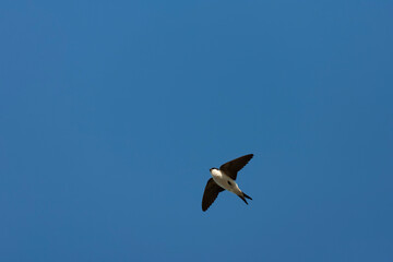Common House Martin, Delichon urbicum