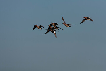 Eurasian Wigeon, Anas penelope