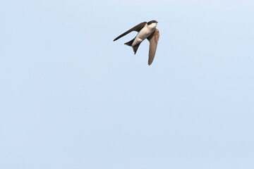 Common House Martin, Delichon urbicum