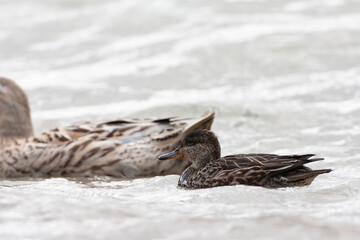Eurasian Teal, Anas crecca