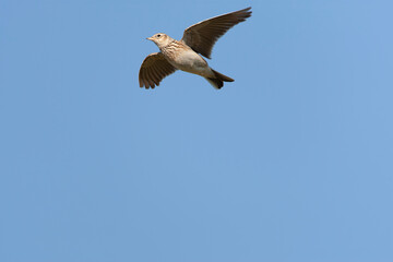 Eurasian Skylark, Alauda arvensis