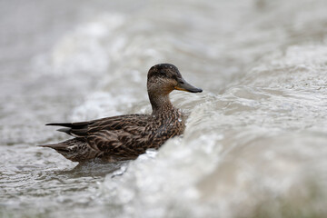 Eurasian Teal, Anas crecca