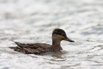 Eurasian Teal, Anas crecca