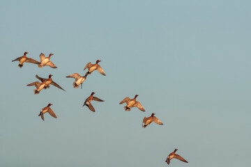 Eurasian Wigeon, Anas penelope