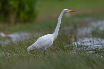 Great White Egret, Ardea alba