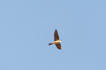 Common House Martin, Delichon urbicum