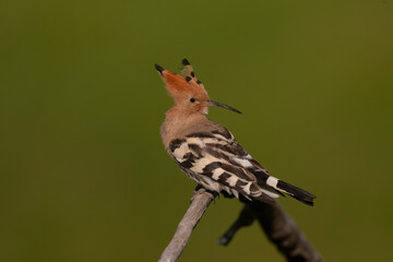 Eurasian Hoopoe, Upupa epops © Marc