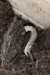 Common House Martin, Delichon urbicum