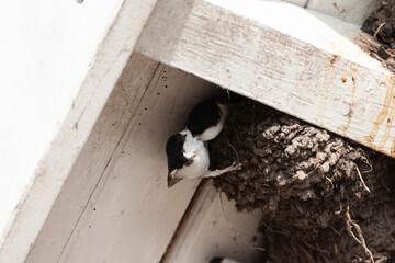 Common House Martin, Delichon urbicum