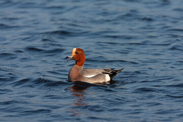 Eurasian Wigeon, Anas penelope