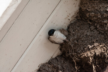 Common House Martin, Delichon urbicum