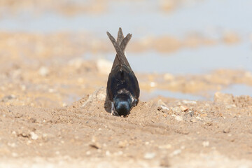 Common House Martin, Delichon urbicum