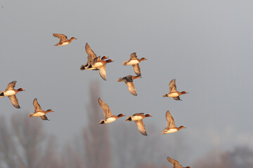 Eurasian Wigeon, Anas penelope