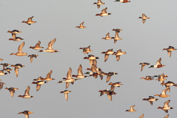 Eurasian Wigeon, Anas penelope