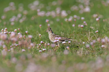 Eurasian Skylark, Alauda arvensis