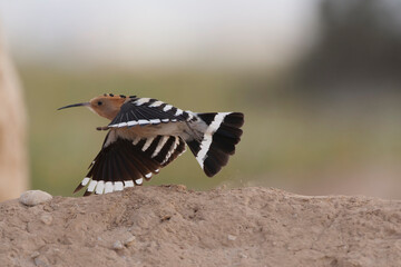 Eurasian Hoopoe, Upupa epops © Marc