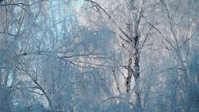 Seasons, winter. Huge trees stand beautifully covered with frost on a cold day in December. Siberia. The camera is moving.