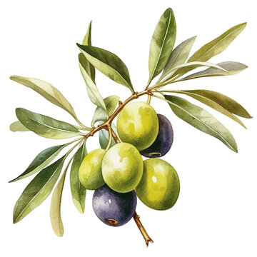 Watercolor green and purple olive branch set. Hand painted floral illustration with olive fruit and tree branches with leaves isolated on white background. vector olive