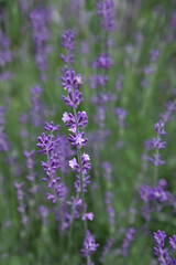 lavender filed background for beauty products. close-up lavender flowers. Vertical Frame