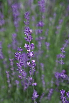 lavender filed background for beauty products. close-up lavender flowers. Vertical Frame © PanArt