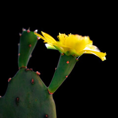 cactus flowers