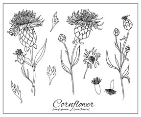 Cornflower black ink vector illustration. Wildflower, honey plant doodle set for design, decoration, coloring book - obrazy, fototapety, plakaty
