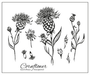 Decorative Cornflower. Knapweed hand drawn ink illustration isolated on white. Centaurea botanical black for design herbal tea, natural cosmetic, medicine, coloring book. - obrazy, fototapety, plakaty