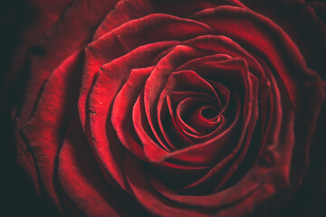 Beautiful and delicate red rose, background with red rose