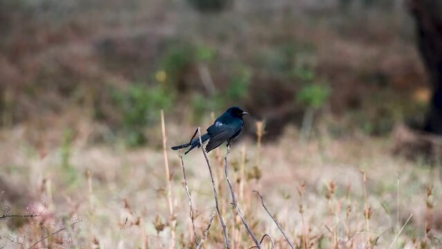 Black drongo perched up beautifully on a leaf-less branch in Tadoba national park