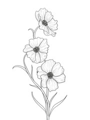 Three Cosmos Flower Handdrawing Line Art IIllustration 